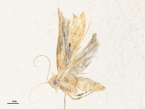  ( - CBG-A38476-B03)  @11 [ ] CreativeCommons - Attribution Share - Alike (2024) CBG Photography Group Centre for Biodiversity Genomics