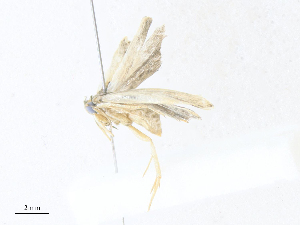  (elachJanzen01 Janzen7851 - CBG-A38476-E12)  @11 [ ] CreativeCommons - Attribution Share - Alike (2024) CBG Photography Group Centre for Biodiversity Genomics