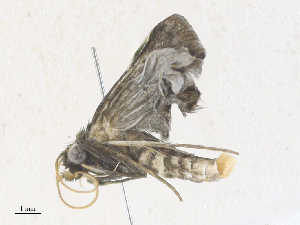  (Plynteria Malaise9335 - CBG-A38476-F02)  @11 [ ] CreativeCommons - Attribution Share - Alike (2024) CBG Photography Group Centre for Biodiversity Genomics