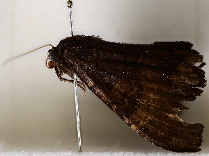  (Hemeroblemma Malaise6508 - BIOUG64399-A06)  @11 [ ] CreativeCommons - Attribution (2021) CBG Photography Group Centre for Biodiversity Genomics