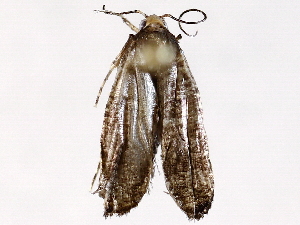  (depMalaise01 Malaise9925 - BIOUG72914-E10)  @11 [ ] CreativeCommons - Attribution (2021) CBG Photography Group Centre for Biodiversity Genomics