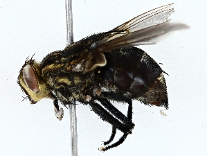  ( - BIOUG73671-C05)  @11 [ ] CreativeCommons - Attribution (2022) CBG Photography Group Centre for Biodiversity Genomics