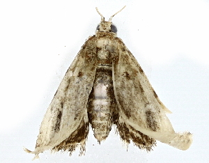  ( - BIOUG73671-E04)  @11 [ ] CreativeCommons - Attribution (2022) CBG Photography Group Centre for Biodiversity Genomics