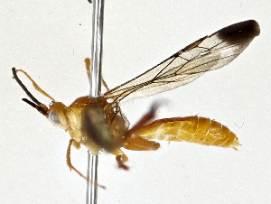  ( - BIOUG73671-H01)  @11 [ ] CreativeCommons - Attribution (2022) CBG Photography Group Centre for Biodiversity Genomics