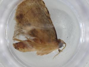  (Sigela BioLep0808 - BIOUG75321-C11)  @11 [ ] CreativeCommons - Attribution (2021) Centre for Biodiversity Genomics Centre for Biodiversity Genomics