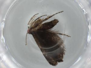  ( - BIOUG75354-B01)  @11 [ ] CreativeCommons - Attribution (2021) Centre for Biodiversity Genomics Centre for Biodiversity Genomics