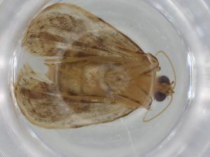  ( - BIOUG75354-B11)  @11 [ ] CreativeCommons - Attribution (2021) Centre for Biodiversity Genomics Centre for Biodiversity Genomics