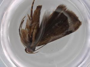  ( - BIOUG75386-A11)  @11 [ ] CreativeCommons - Attribution (2021) Centre for Biodiversity Genomics Centre for Biodiversity Genomics