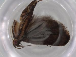  ( - BIOUG75386-C02)  @11 [ ] CreativeCommons - Attribution (2021) Centre for Biodiversity Genomics Centre for Biodiversity Genomics