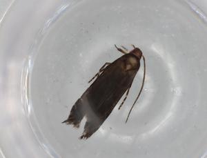  ( - BIOUG76152-E08)  @11 [ ] CreativeCommons - Attribution (2021) Centre for Biodiversity Genomics Centre for Biodiversity Genomics