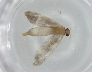  ( - BIOUG76428-F04)  @11 [ ] CreativeCommons - Attribution (2021) Centre for Biodiversity Genomics Centre for Biodiversity Genomics