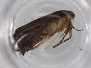  (gelJanzen01 Janzen4456 - BIOUG76463-G07)  @11 [ ] CreativeCommons - Attribution (2021) Centre for Biodiversity Genomics Centre for Biodiversity Genomics