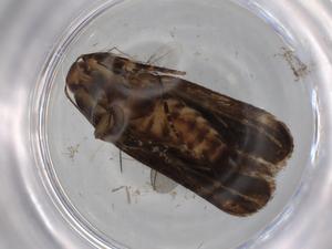  ( - BIOUG76463-H05)  @11 [ ] CreativeCommons - Attribution (2021) Centre for Biodiversity Genomics Centre for Biodiversity Genomics