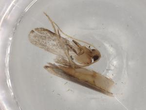  ( - BIOUG76464-C08)  @11 [ ] CreativeCommons - Attribution (2021) Centre for Biodiversity Genomics Centre for Biodiversity Genomics