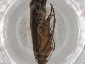  ( - BIOUG76464-D05)  @11 [ ] CreativeCommons - Attribution (2021) Centre for Biodiversity Genomics Centre for Biodiversity Genomics