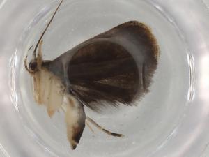  ( - BIOUG76485-E09)  @11 [ ] CreativeCommons - Attribution (2021) Centre for Biodiversity Genomics Centre for Biodiversity Genomics