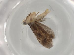  ( - BIOUG76485-G03)  @11 [ ] CreativeCommons - Attribution (2021) Centre for Biodiversity Genomics Centre for Biodiversity Genomics