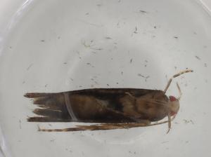  ( - BIOUG76907-A04)  @11 [ ] CreativeCommons - Attribution (2021) Centre for Biodiversity Genomics Centre for Biodiversity Genomics