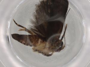  ( - BIOUG76907-B06)  @11 [ ] CreativeCommons - Attribution (2021) Centre for Biodiversity Genomics Centre for Biodiversity Genomics