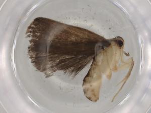  ( - BIOUG76907-C06)  @11 [ ] CreativeCommons - Attribution (2021) Centre for Biodiversity Genomics Centre for Biodiversity Genomics