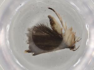  ( - BIOUG76907-F03)  @11 [ ] CreativeCommons - Attribution (2021) Centre for Biodiversity Genomics Centre for Biodiversity Genomics