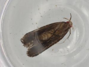  ( - BIOUG76907-H02)  @11 [ ] CreativeCommons - Attribution (2021) Centre for Biodiversity Genomics Centre for Biodiversity Genomics