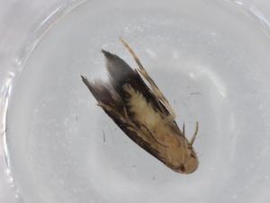  ( - BIOUG79212-D05)  @11 [ ] CreativeCommons - Attribution (2022) Centre for Biodiversity Genomics Centre for Biodiversity Genomics