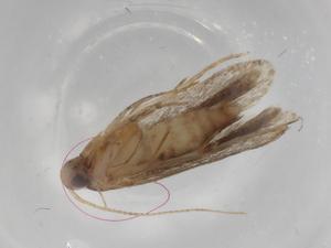  ( - BIOUG79212-D12)  @11 [ ] CreativeCommons - Attribution (2022) Centre for Biodiversity Genomics Centre for Biodiversity Genomics