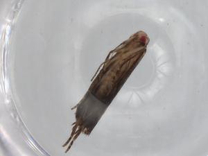  ( - BIOUG79221-C02)  @11 [ ] CreativeCommons - Attribution (2022) Centre for Biodiversity Genomics Centre for Biodiversity Genomics