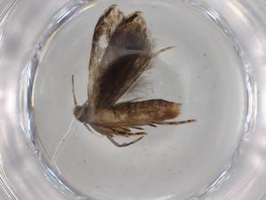  ( - BIOUG79221-G09)  @11 [ ] CreativeCommons - Attribution (2022) Centre for Biodiversity Genomics Centre for Biodiversity Genomics