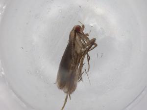  (geleBioLep01 BioLep8495 - BIOUG79235-B10)  @11 [ ] CreativeCommons - Attribution (2022) Centre for Biodiversity Genomics Centre for Biodiversity Genomics