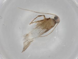  ( - BIOUG80234-G11)  @11 [ ] CreativeCommons - Attribution (2022) Centre for Biodiversity Genomics Centre for Biodiversity Genomics