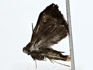  ( - BIOUG76516-G03)  @13 [ ] CreativeCommons - Attribution (2022) CBG Photography Group Centre for Biodiversity Genomics