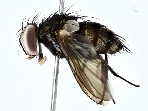  ( - BIOUG77718-C10)  @11 [ ] CreativeCommons - Attribution (2022) CBG Photography Group Centre for Biodiversity Genomics