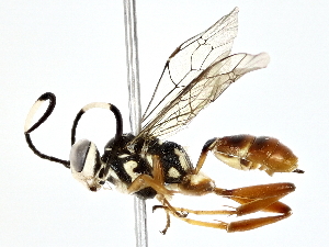 ( - BIOUG77753-D02)  @11 [ ] CreativeCommons - Attribution (2022) CBG Photography Group Centre for Biodiversity Genomics