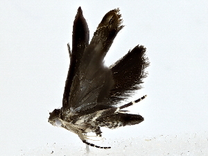  ( - BIOUG77764-F05)  @11 [ ] CreativeCommons - Attribution (2022) CBG Photography Group Centre for Biodiversity Genomics