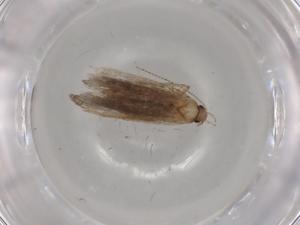  ( - BIOUG79296-D11)  @11 [ ] CreativeCommons - Attribution (2022) Centre for Biodiversity Genomics Centre for Biodiversity Genomics