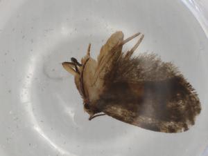  ( - BIOUG79300-F07)  @11 [ ] CreativeCommons - Attribution (2022) Centre for Biodiversity Genomics Centre for Biodiversity Genomics