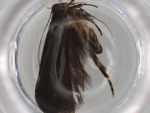  ( - BIOUG79300-G03)  @11 [ ] CreativeCommons - Attribution (2022) Centre for Biodiversity Genomics Centre for Biodiversity Genomics