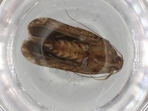  ( - BIOUG79950-D10)  @11 [ ] CreativeCommons - Attribution (2022) Centre for Biodiversity Genomics Centre for Biodiversity Genomics