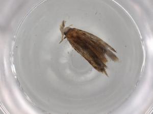  (gelMalaise01 Malaise9836 - BIOUG80271-D01)  @11 [ ] CreativeCommons - Attribution (2022) Centre for Biodiversity Genomics Centre for Biodiversity Genomics