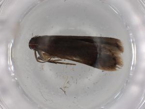  (Anacampsis Malaise8435 - BIOUG80271-D11)  @11 [ ] CreativeCommons - Attribution (2022) Centre for Biodiversity Genomics Centre for Biodiversity Genomics