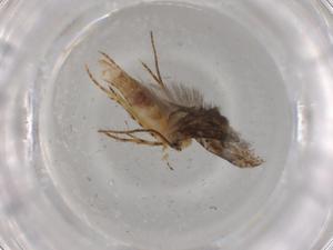  (gelMalaise01 Malaise1607 - BIOUG80271-E11)  @11 [ ] CreativeCommons - Attribution (2022) Centre for Biodiversity Genomics Centre for Biodiversity Genomics