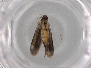  ( - BIOUG80271-G08)  @11 [ ] CreativeCommons - Attribution (2022) Centre for Biodiversity Genomics Centre for Biodiversity Genomics