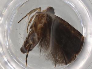  ( - BIOUG80325-F10)  @11 [ ] CreativeCommons - Attribution (2022) Centre for Biodiversity Genomics Centre for Biodiversity Genomics