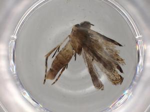  ( - BIOUG80393-D01)  @11 [ ] CreativeCommons - Attribution (2022) Centre for Biodiversity Genomics Centre for Biodiversity Genomics