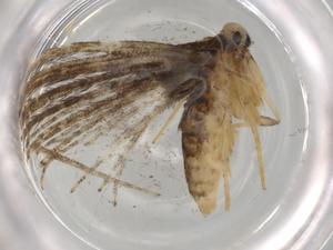  (gelMalaise01 Malaise9664 - BIOUG80766-H05)  @11 [ ] CreativeCommons - Attribution (2022) Centre for Biodiversity Genomics Centre for Biodiversity Genomics