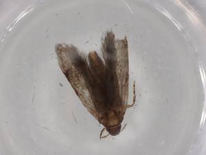  (gelMalaise01 Malaise9863 - BIOUG80767-D03)  @11 [ ] CreativeCommons - Attribution (2022) Centre for Biodiversity Genomics Centre for Biodiversity Genomics