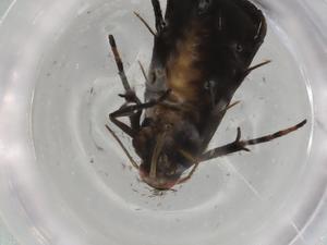  ( - BIOUG80817-B09)  @11 [ ] CreativeCommons - Attribution (2022) Centre for Biodiversity Genomics Centre for Biodiversity Genomics