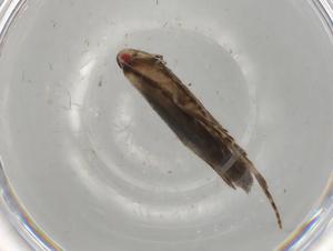  ( - BIOUG80903-D01)  @11 [ ] CreativeCommons - Attribution (2022) Centre for Biodiversity Genomics Centre for Biodiversity Genomics